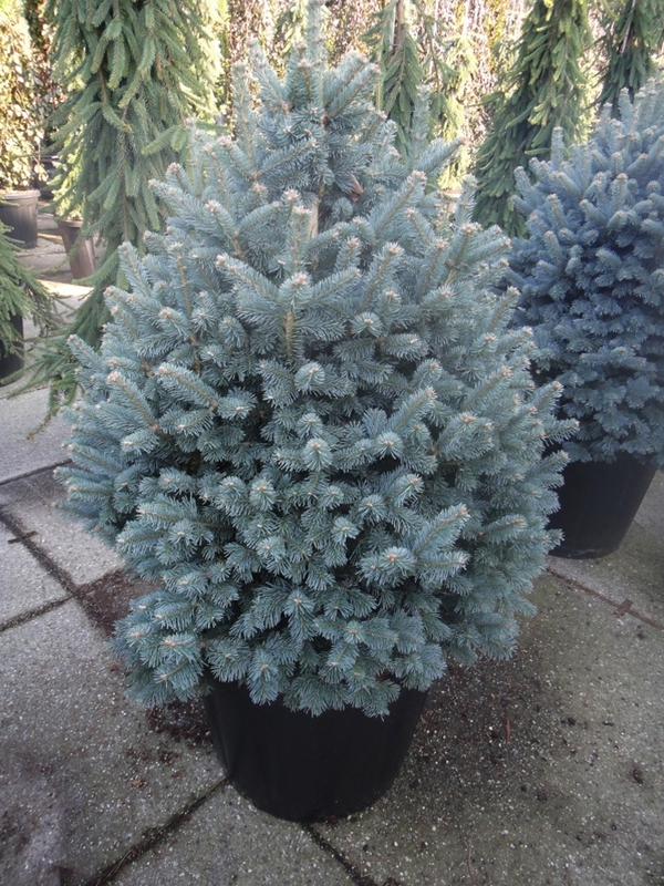 Пихта субальпийская Компакта (Abies lasiocarpa 'Compacta')