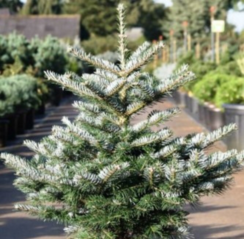 Пихта корейская Тордис (Abies koreana 'Tordis')