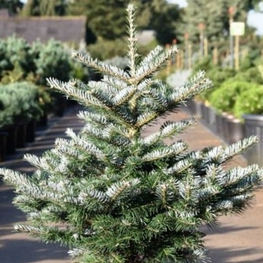 Пихта корейская Тордис (Abies koreana 'Tordis')