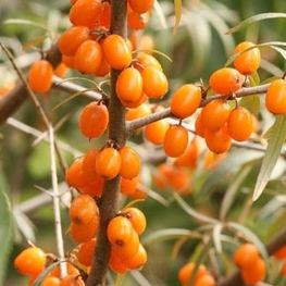 Облепиха крушиновидная Фрисдорфер Оранж (Hippophae rhamnoides 'Friesdorfer Orange')
