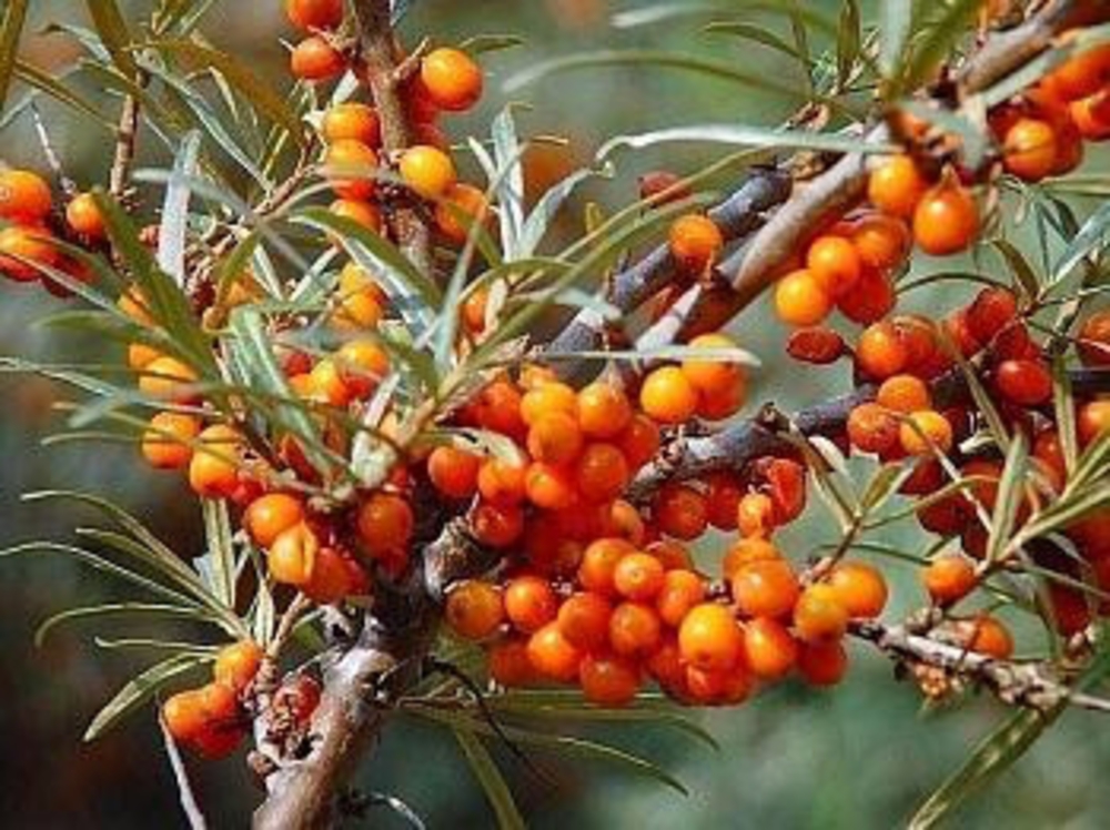 Облепиха крушиновидная Поллмикс (Hippophae rhamnoides 'Pollmix') (Муж.)