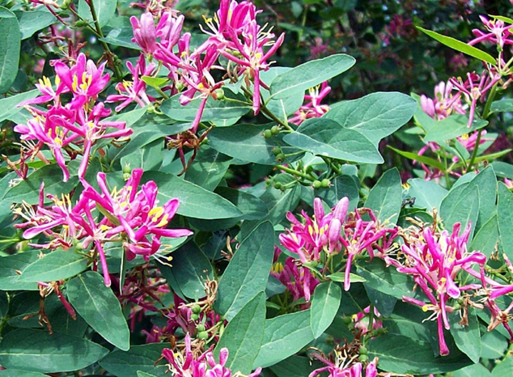 Жимолость татарская Розеа (Lonicera tatarica 'Rosea')