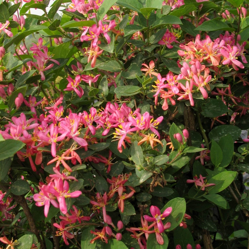 Жимолость татарская Забели (Lonicera tatarica 'Zabelii')