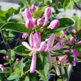 Жимолость Королькова (Lonicera korolkowii)