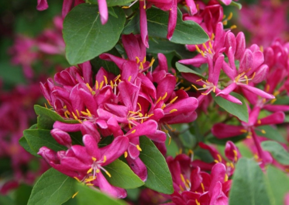 Жимолость татарская Арнольд Ред (Lonicera tatarica 'Arnold Red')