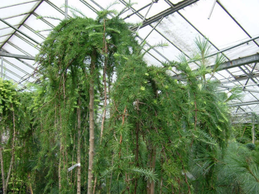 Лиственница японская Стифф Випер (Larix kaempferi 'Stiff Weeper')