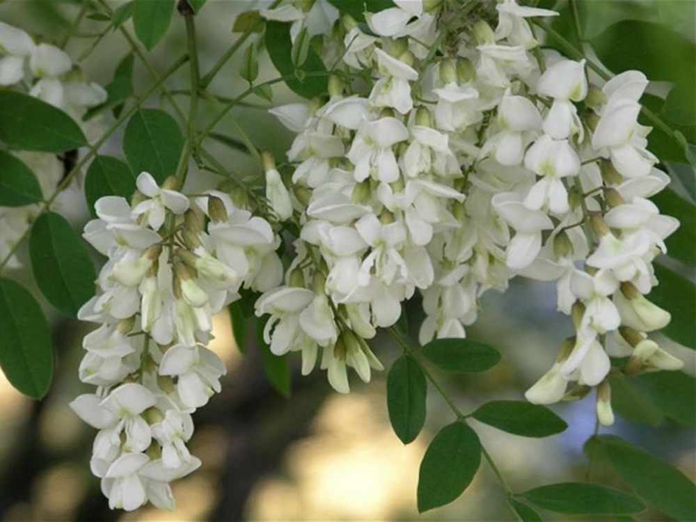 Акация белая (Robinia pseudoacacia)