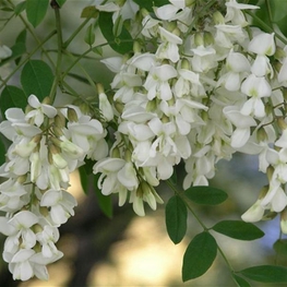 Акация белая (Robinia pseudoacacia)
