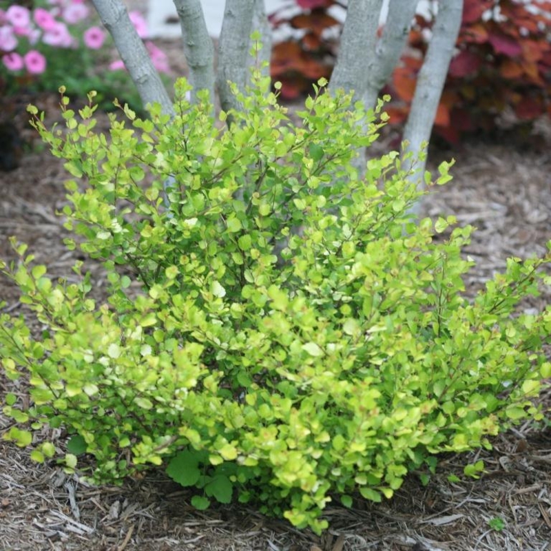 Береза нана Голден Треже (Betula nana 'Golden Treasure')