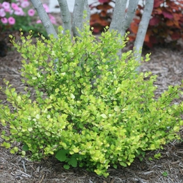 Береза нана Голден Треже (Betula nana 'Golden Treasure')