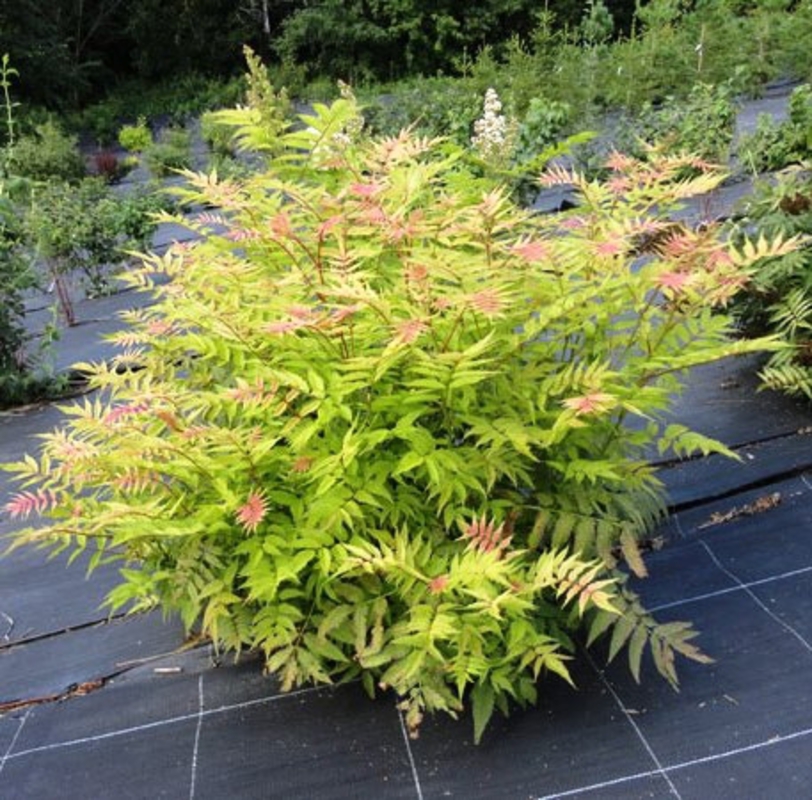 Рябинник рябинолистный Сэм (Sorbaria sorbifolia 'Sem')