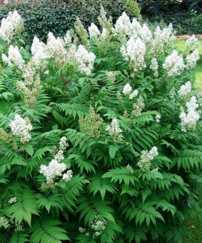 Рябинник рябинолистный (Sorbaria sorbifolia)