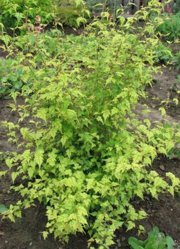 Стефанандра надрезанная (Stephanandra incisa)