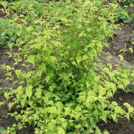 Стефанандра надрезанная (Stephanandra incisa)