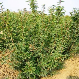 Форзиция средняя (Forsythia x intermedia)