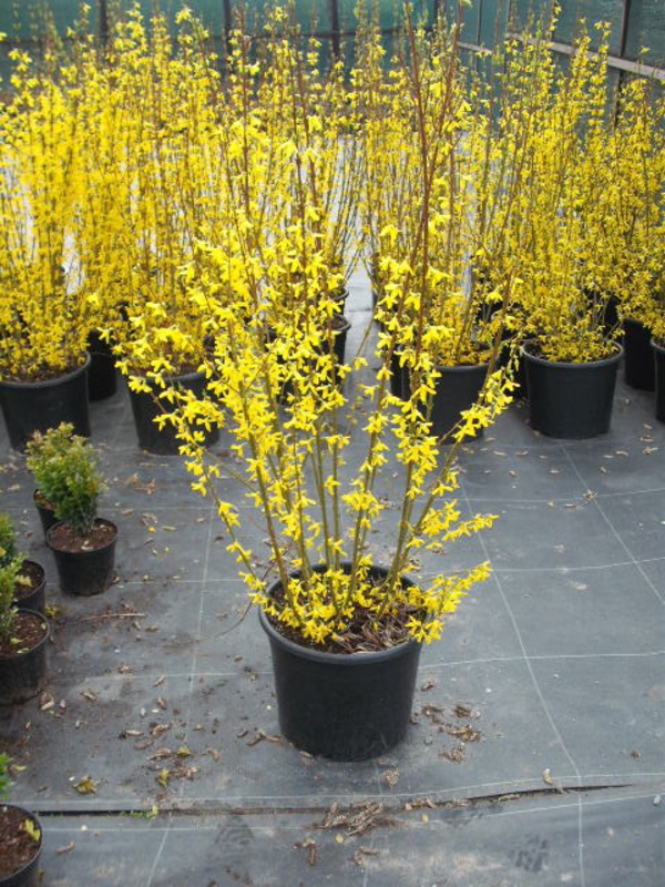 Форзиция промежуточная Линвуд (Forsythia x intermedia 'Lynwood')