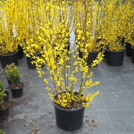 Форзиция промежуточная Линвуд (Forsythia x intermedia 'Lynwood')