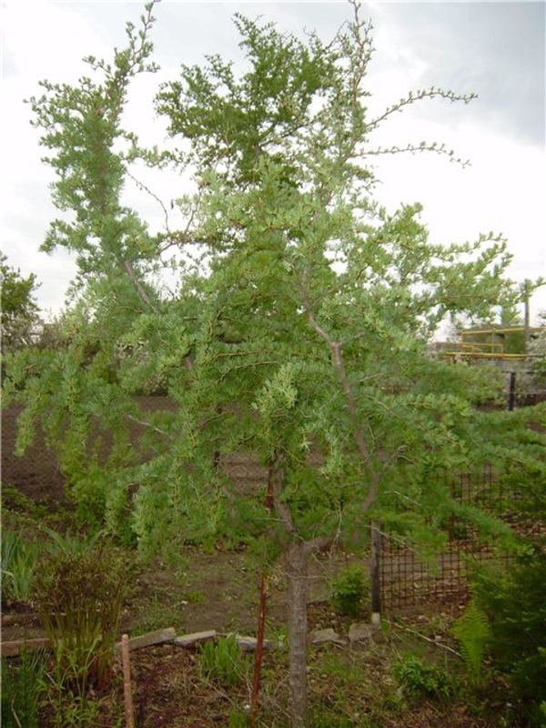 Лиственница японская Диана (Larix kaempferi 'Diana')