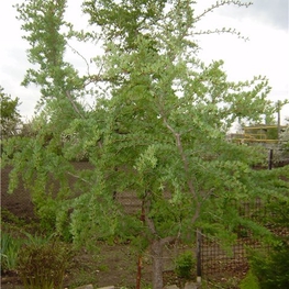 Лиственница японская Диана (Larix kaempferi 'Diana')