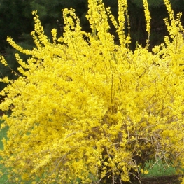 Форзиция средняя Голдцаубер (Forsythia x intermedia 'Goldzauber')