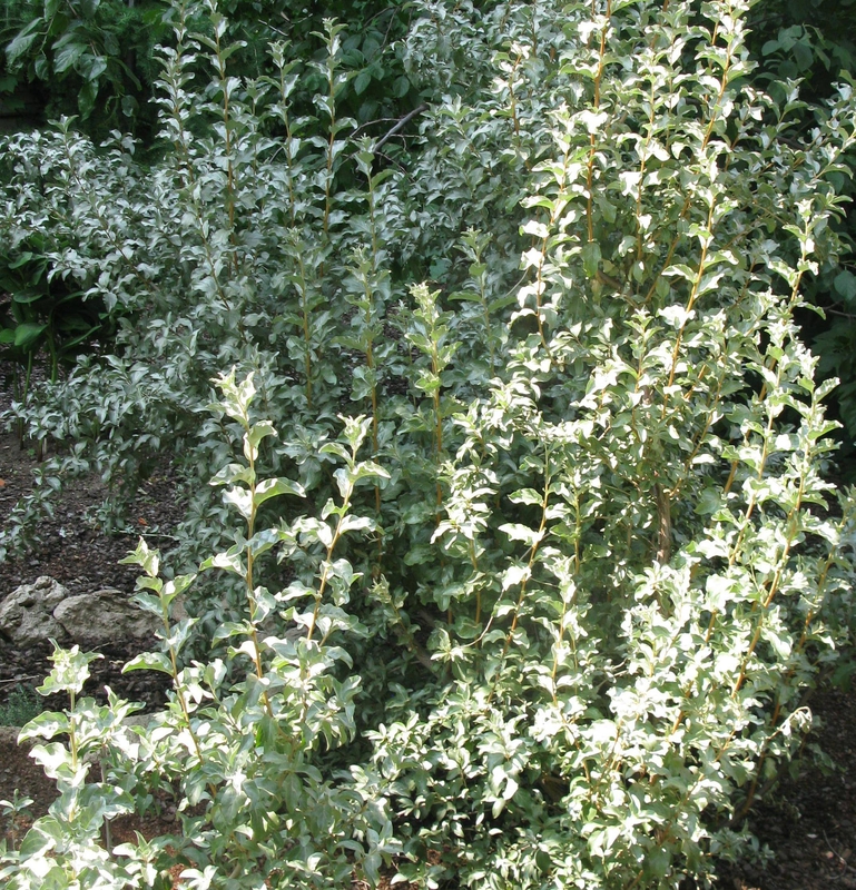 Лох серебристый (Elaeagnus commutata)
