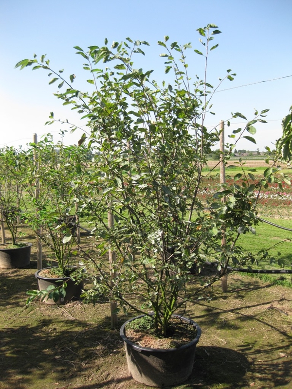 Ирга Ламарка (Amelanchier lamarckii)