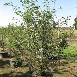 Ирга Ламарка (Amelanchier lamarckii)