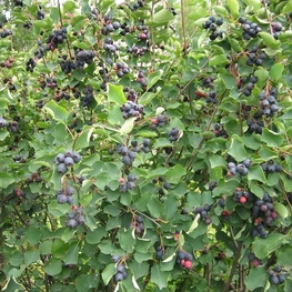 Ирга колосистая Спиката (Amelanchier spicata 'Spicata')