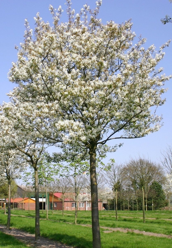 Ирга Ламарка (Amelanchier lamarckii)