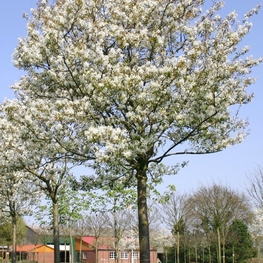 Ирга Ламарка (Amelanchier lamarckii)