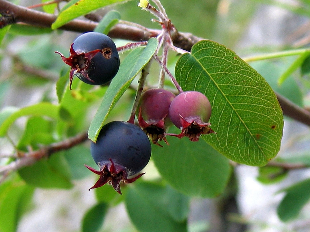 Ирга круглолистная (Amelanchier ovalis)