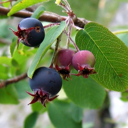 Ирга круглолистная (Amelanchier ovalis)