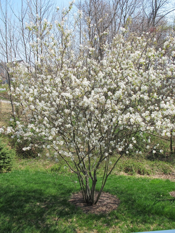 Ирга Ламарка Балерина (Amelanchier lamarckii 'Ballerina')