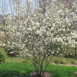 Ирга Ламарка Балерина (Amelanchier lamarckii 'Ballerina')