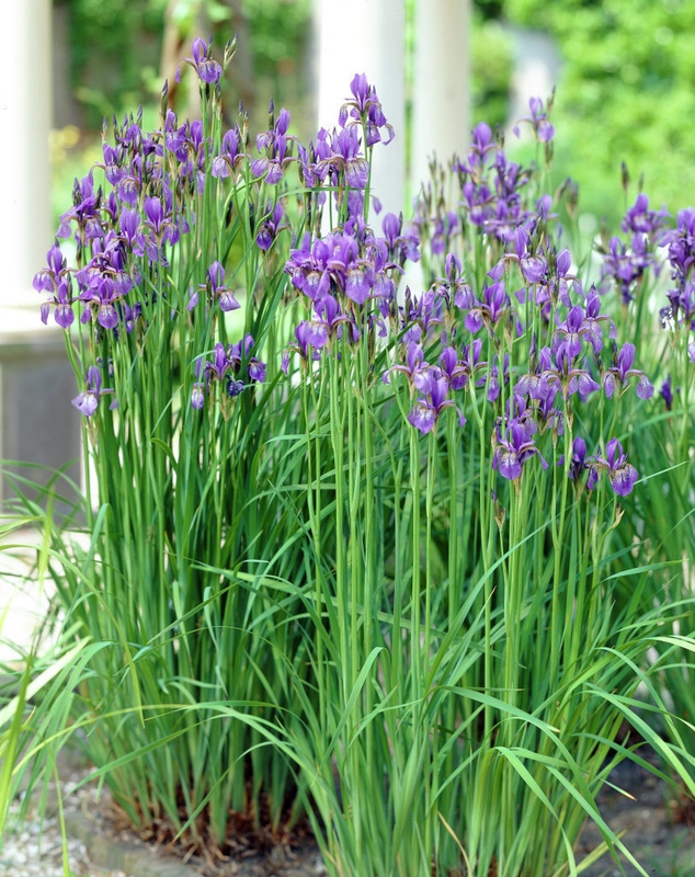 Ирис сибирский (Iris sibirica)