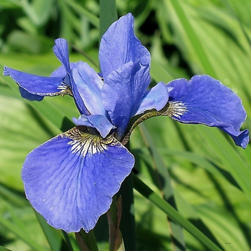 Ирис сибирский Блю Кинг (Iris sibirica 'Blue King')