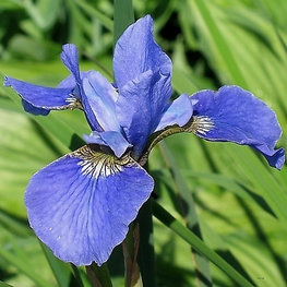 Ирис сибирский Блю Кинг (Iris sibirica 'Blue King')