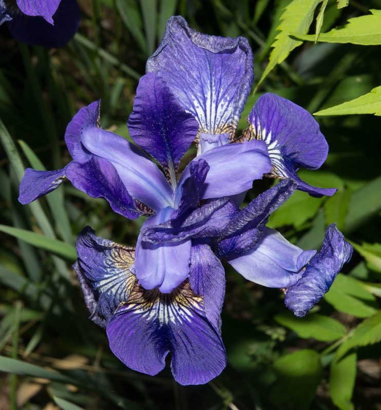 Ирис сибирский Сизарс Бразер (Iris sibirica 'Caesars Brother')