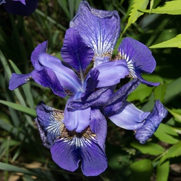 Ирис сибирский Сизарс Бразер (Iris sibirica 'Caesars Brother')