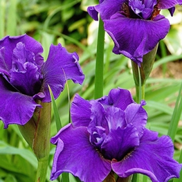 Ирис сибирский Раффлд Плюс (Iris sibirica 'Ruffled Plus')
