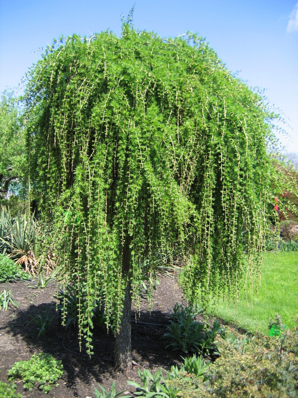 Лиственница японская Пендула (Larix kaempferi 'Pendula')