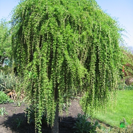 Лиственница японская Пендула (Larix kaempferi 'Pendula')