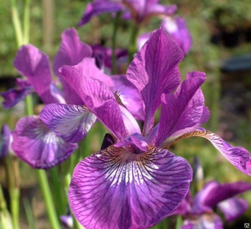 Ирис сибирский Эвен (Iris sibirica 'Ewen')