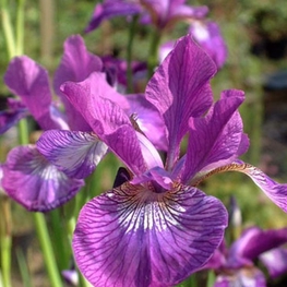 Ирис сибирский Эвен (Iris sibirica 'Ewen')