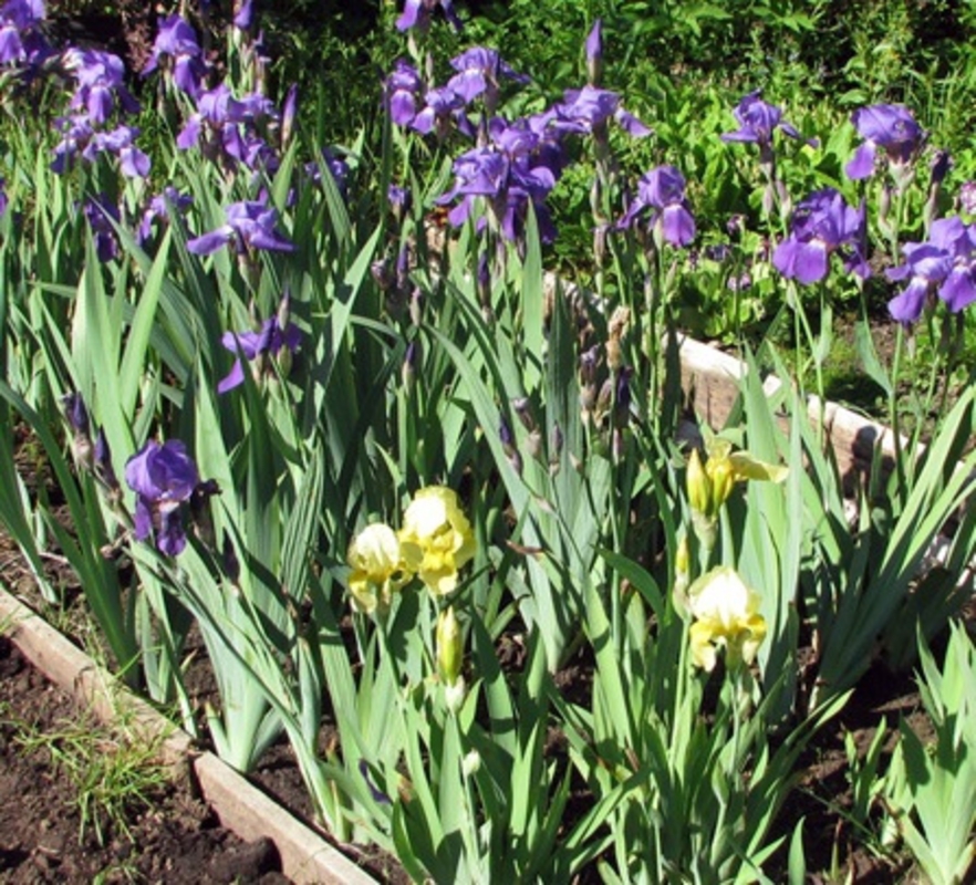 Ирис германский (Iris germanica)