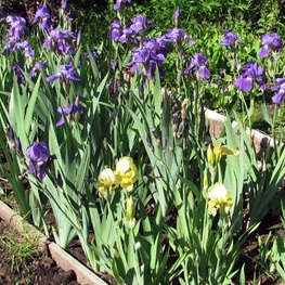 Ирис германский (Iris germanica)