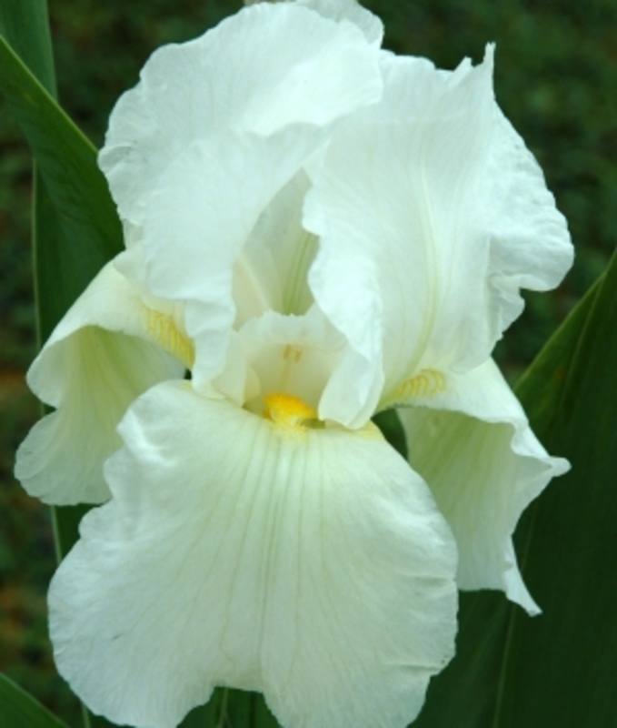 Ирис германский Бианка (Iris germanica 'Bianca')