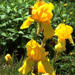 Ирис германский Ола Кала (Iris germanica 'Ola Kala')