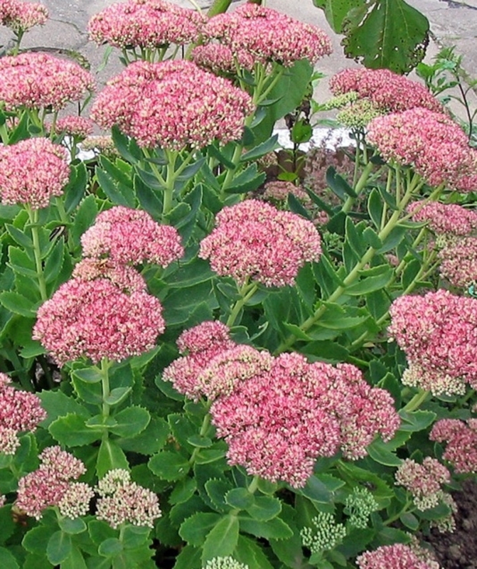 Очиток видный Бриллиант (Sedum spectabile 'Brilliant')