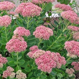 Очиток видный Бриллиант (Sedum spectabile 'Brilliant')